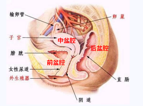 產(chǎn)后盆底康復(fù)，要不要做？