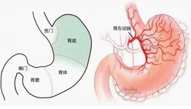 不開刀不吃藥不餓肚子，微創(chuàng)介入減肥靠譜嗎？